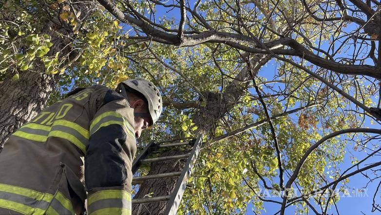$!Uno de los rescatistas logró alcanzar al felino y descender con él sin que sufriera más lesiones.