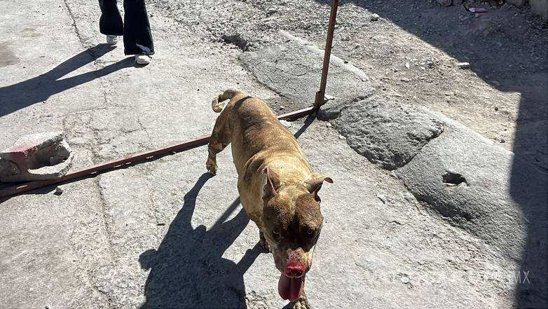 $!El perro presentó quemaduras en el hocico tras el flamazo provocado por la acumulación de gas en el interior de la vivienda.