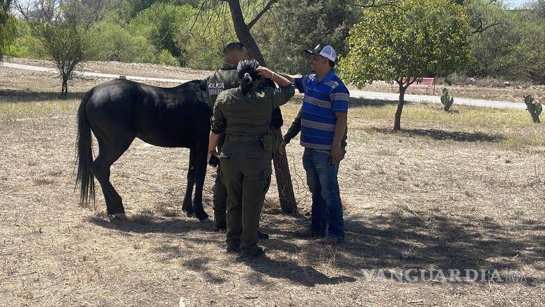 $!El animal fue seguido sin alterarlo para evitar un accidente vial.