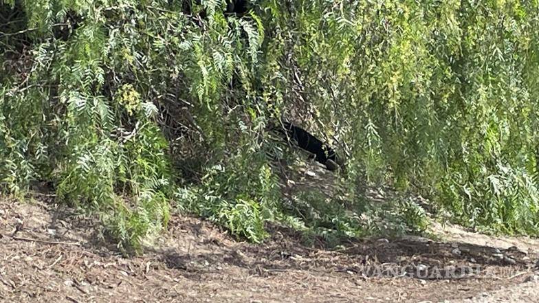 $!Los niños contaron a sus padres lo que habían visto: una mujer vestida de negro que había atado una cuerda a su cuello para poner fin a su vida.