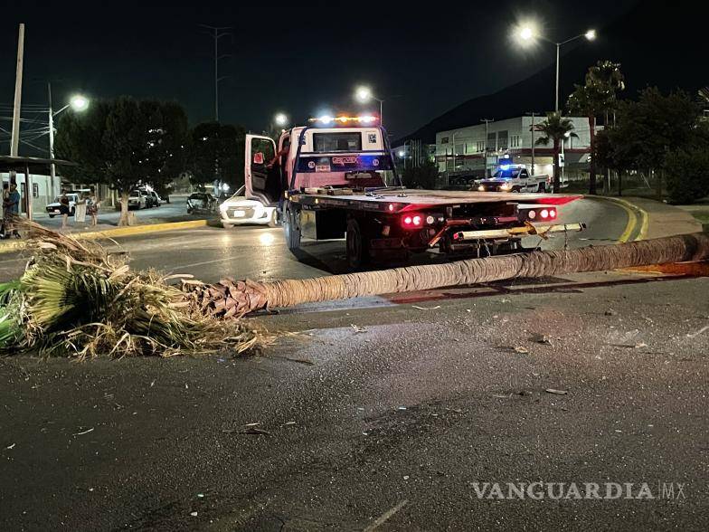 $!La palmera terminó en el suelo tras el impacto.