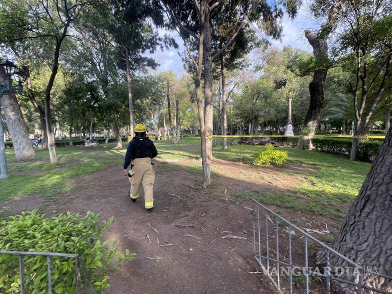 $!Se desploma árbol con enjambre de abejas en la ALAMEDA DE Saltillo
