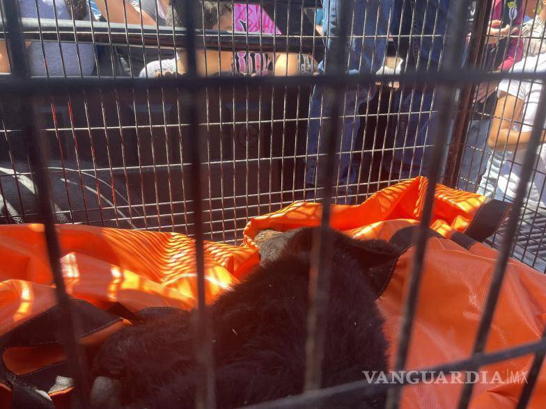 $!El osezno, de aproximadamente 10 kilogramos, se relaja en su jaula tras ser anestesiado y asegurado por las autoridades ambientales.