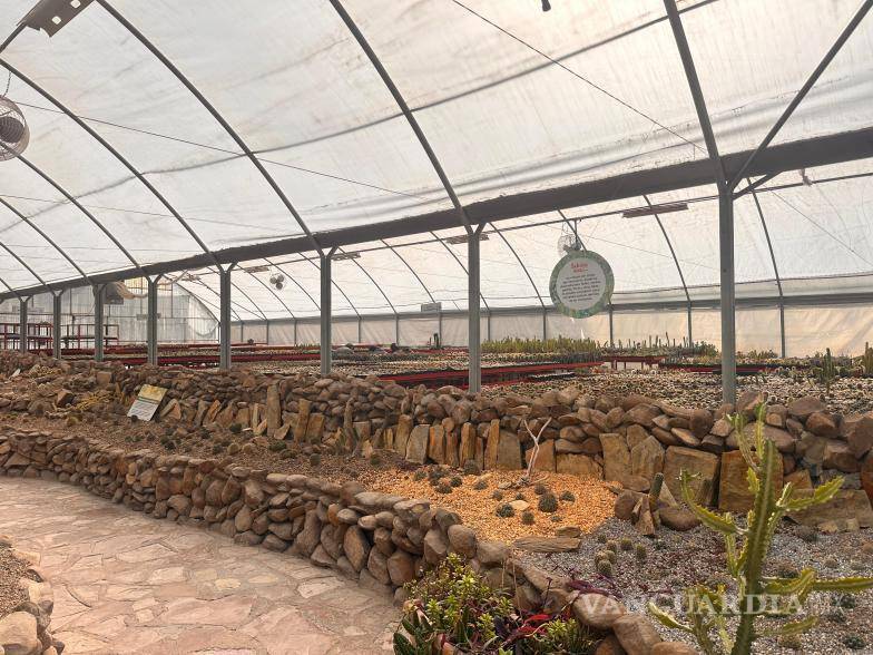 $!Protecciones adicionales para plantas no nativas en los jardines del Mude.