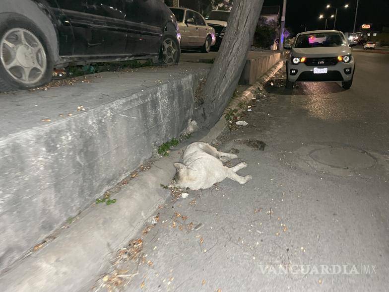 $!El perrito también fue arrollado y perdió la vida.