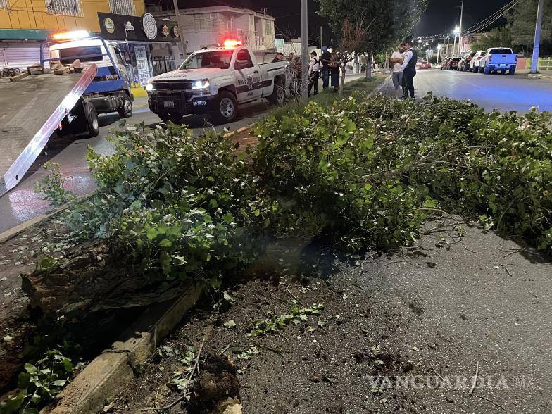 $!Los árboles fueron derribados por el auto Mazda.