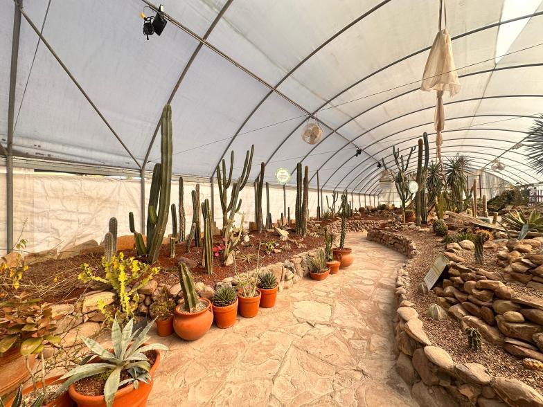 $!Plantas adaptadas al frío en el jardín botánico del Museo del Desierto.