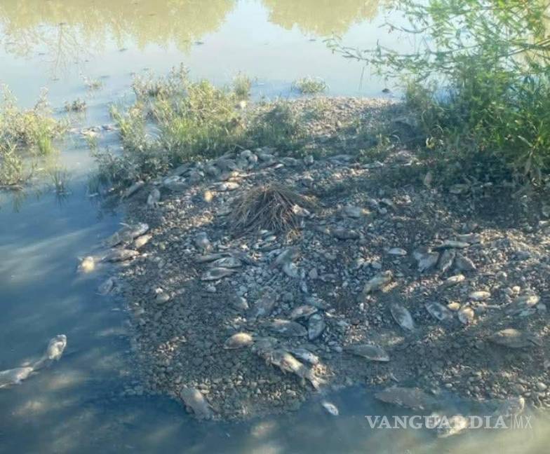 $!Autoridades preparan medidas para proteger la fauna acuática del arroyo.