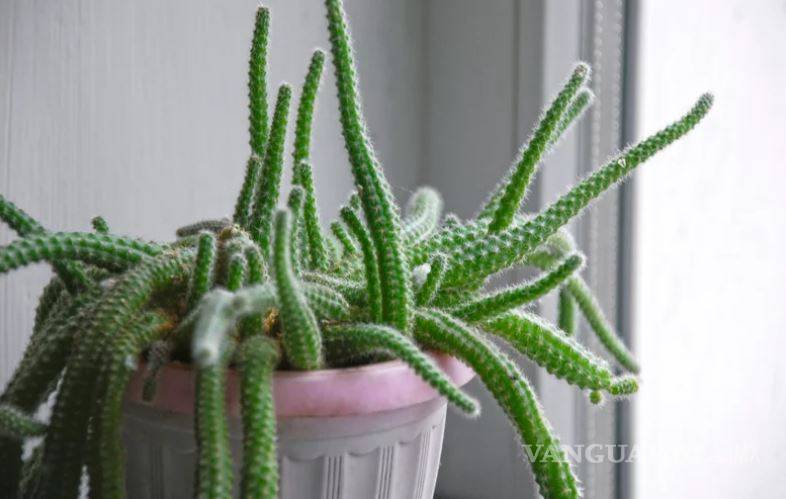 $!Entre cactus y suculentas, las plantas ideales para dar vida a tu hogar