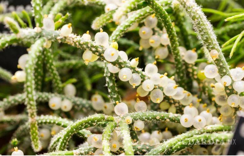$!Entre cactus y suculentas, las plantas ideales para dar vida a tu hogar