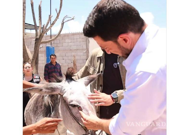 $!El animal presentaba varias laceraciones en el cuerpo, sin recibir atención.