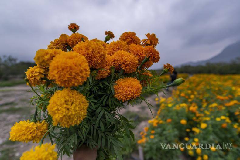 $!El encanto de los sembradíos: un paseo por el ejido La Candelaria.