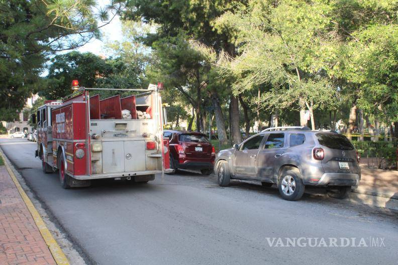 $!Se desploma árbol con enjambre de abejas en la ALAMEDA DE Saltillo