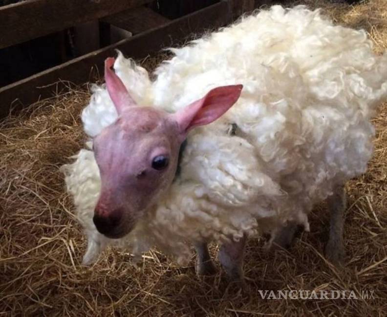 $!Cordero nacido sin lana recibe un abrigo en Reino Unido