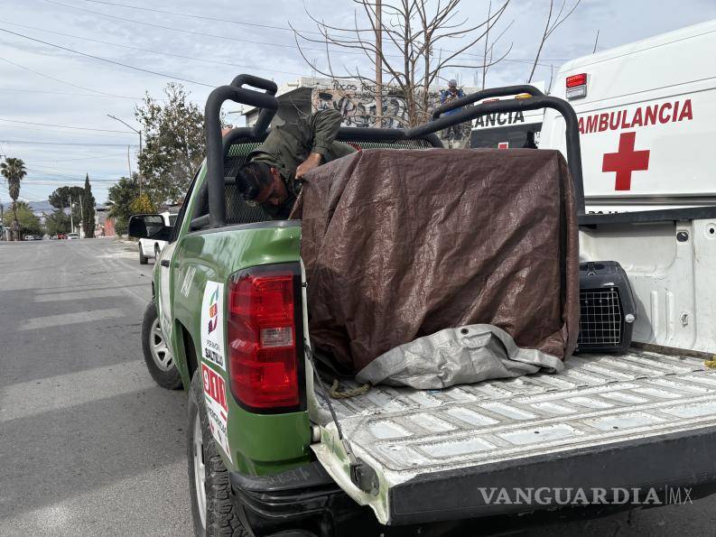 $!Elementos de la Policía Ambiental aseguraron al perro tras el ataque a la mujer en la colonia Amistad.