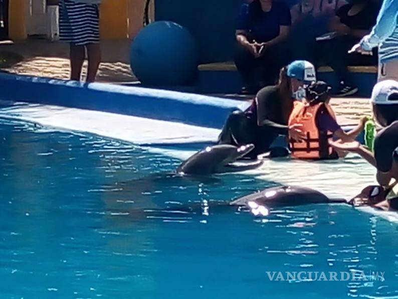 $!Cada año esta asociación busca que sus integrantes puedan acudir hasta Silao, Guanajuato, y que sus niños y niñas con algún espectro autista pueda recibir estas terapias.