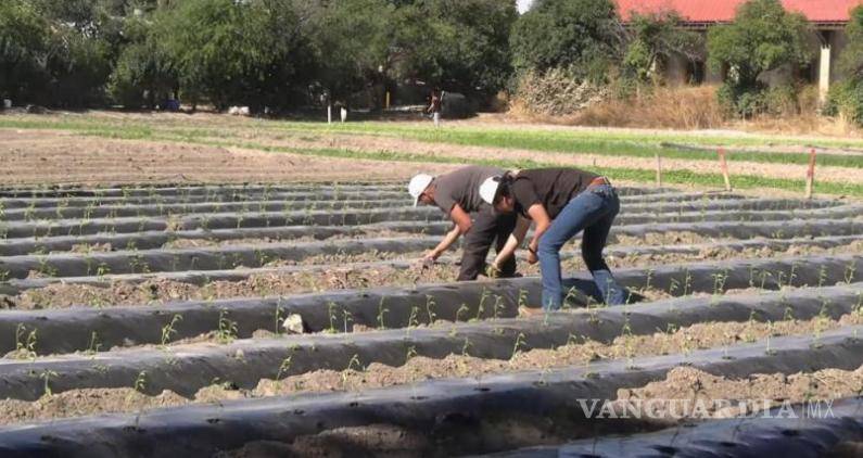 $!El proyecto educativo celebra seis años fortaleciendo habilidades prácticas en agricultura.
