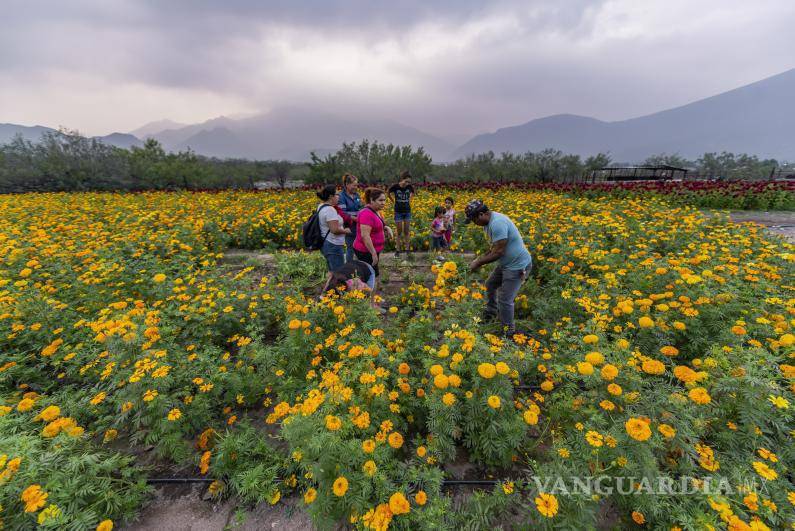 $!Turismo de cempasúchil en el estado de Nuevo León.
