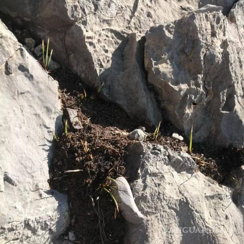 $!Comienza a rebrotar la vegetación en zonas siniestradas de la Sierra de Zapalinamé en Saltillo