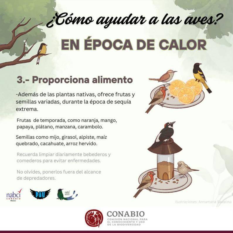 $!Proteger a las aves y abejas de Saltillo: tips contra el calor extremo