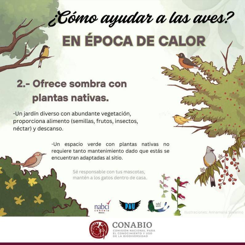 $!Proteger a las aves y abejas de Saltillo: tips contra el calor extremo