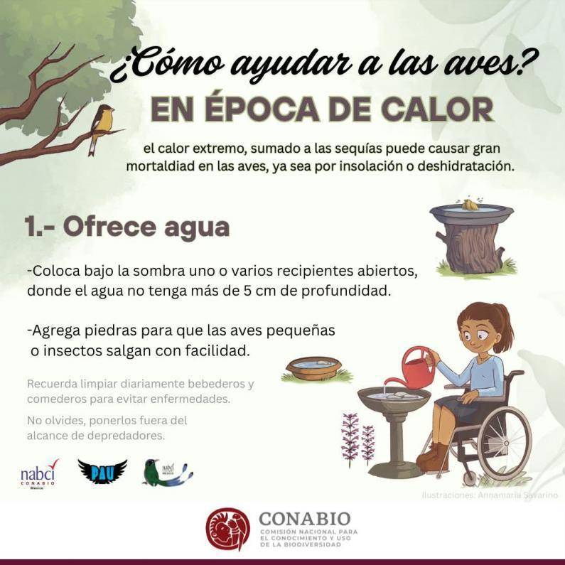 $!Proteger a las aves y abejas de Saltillo: tips contra el calor extremo