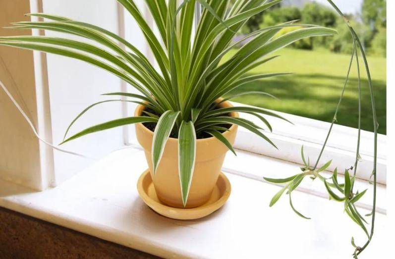 $!La planta araña puede colocarse tanto en una repisa como en una maceta colgante.