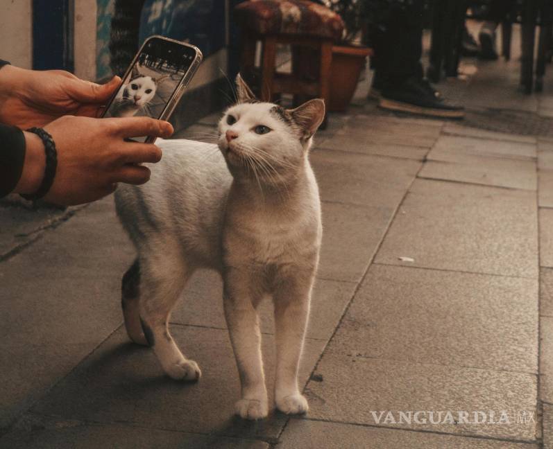 $!El uso de los teléfonos móviles ha hecho que los animales callejeros también puedan aparecer en redes sociales.