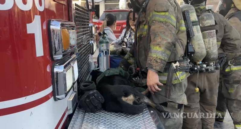 $!Un perro y un gato recibieron oxígeno tras inhalar humo y fueron estabilizados en el lugar.