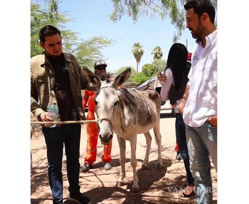$!”Panchita” será evaluada por expertos de la Universidad Autónoma Agraria Antonio Narro.