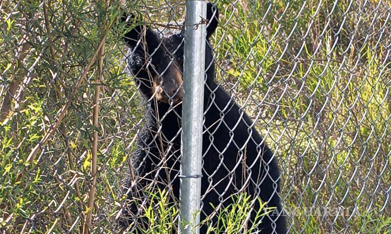 $!La presencia del animal silvestre generó la activación de medidas preventivas para los trabajadores de la zona industrial.