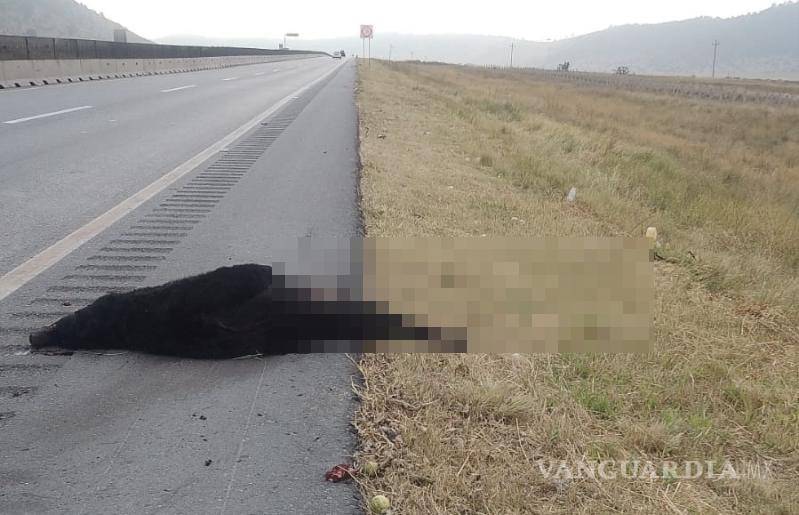 $!Los conductores reportaron el bulto en la carretera, alertando a las autoridades.