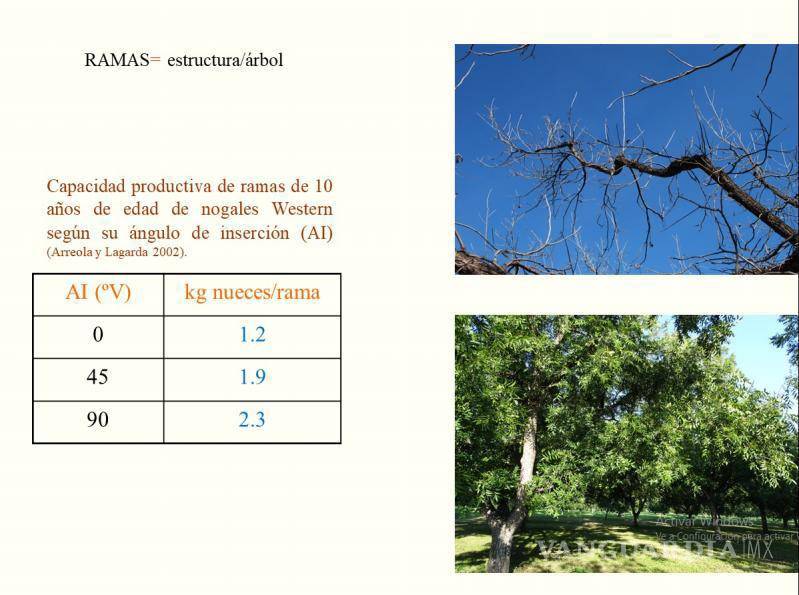 $!En el rancho El Porvenir, en Derramadero, los nogales están plantados a 18 metros entre hileras y 16 metros entre árboles, para reducir la competencia por agua, luz y nutrimentos.