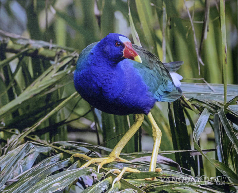 $!Muestra 'Aves de México' evidencia el colorido mosaico que esta especie crea en nuestro país