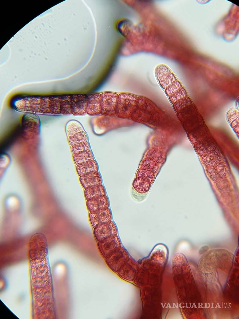 $!Vacas son alimentadas con algas para reducir el impacto medioambiental del gas metano