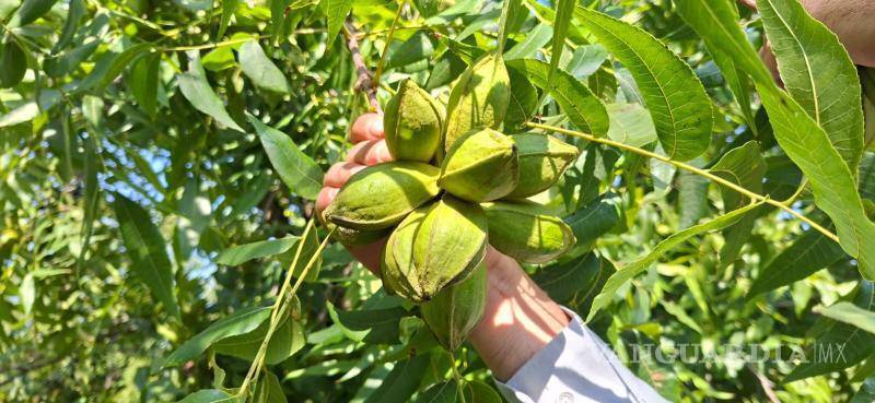 $!José María Valdés Garza desarrolló un sistema de producción de nogal pecanero basado en una menor densidad de plantación y un manejo más eficiente de los recursos.