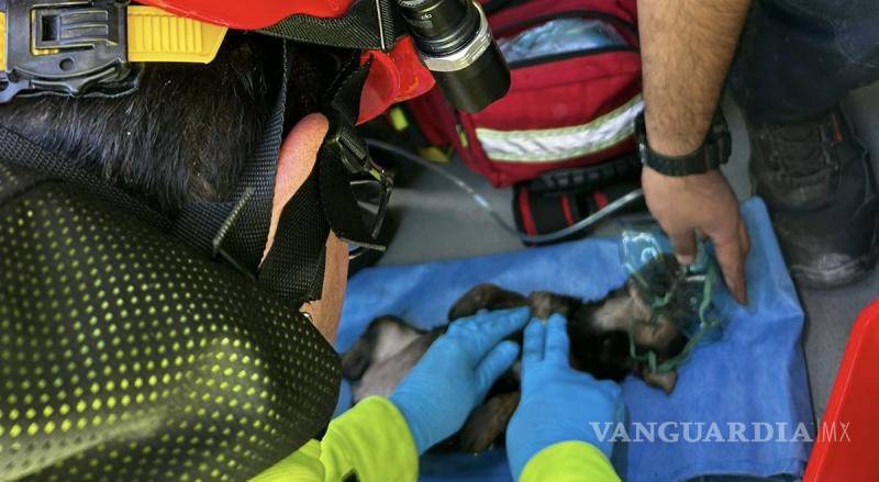 $!Un perro y un gato fueron rescatados con vida del interior de la casa afectada por el incendio, mientras que otro perro lamentablemente perdió la vida durante el siniestro.