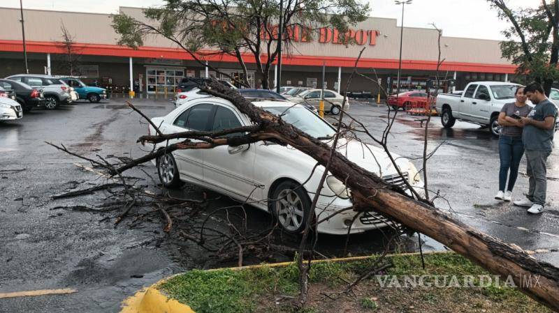 $!Debido a las fuertes lluvias y vendavales se cayó un nogal que ya estaba seco, dañando un automóvil.