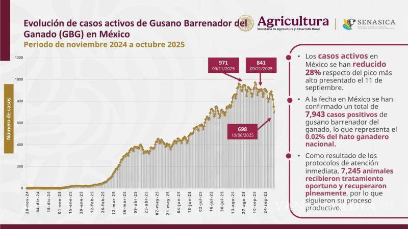 $!Del 11 de septiembre al 6 de octubre, los casos de gusano barrenador de ganado disminuyeron de 971 a 698, lo que representa una reducción del 28 % gracias a las medidas de control implementadas.