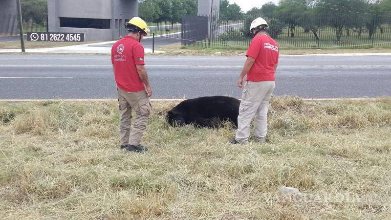 $!Localizan cuerpo de oso arrollado sobre la Carretera Nacional, en Nuevo León