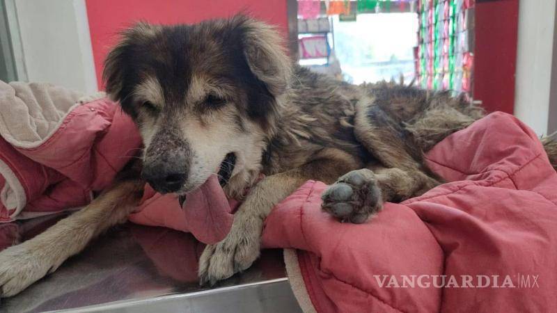 $!Del abandono a una segunda oportunidad: los perros rescatados que encontraron una nueva vida