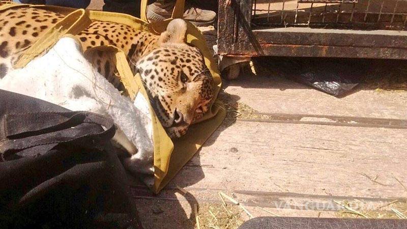 $!Capturan a jaguar que merodeaba en colonia de León, Guanajuato
