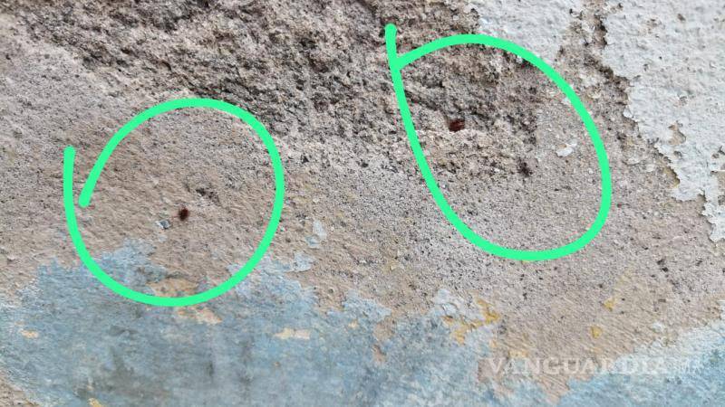 $!Insectos como cucarachas y arañas pequeñas se han vuelto una presencia frecuente en las paredes de las viviendas afectadas por el mal estado del alcantarillado.