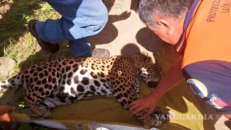 $!Capturan a jaguar que merodeaba en colonia de León, Guanajuato