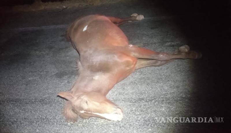 $!El caballo quedó sin vida sobre la cinta asfáltica tras el fuerte impacto.