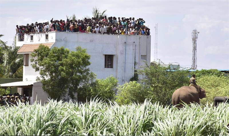 $!Un elefante genera pánico en varias aldeas indias y mata a 4 personas