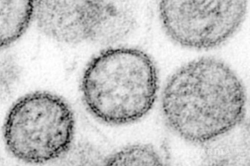$!Después de 20 años, aparece en Brasil letal arenavirus