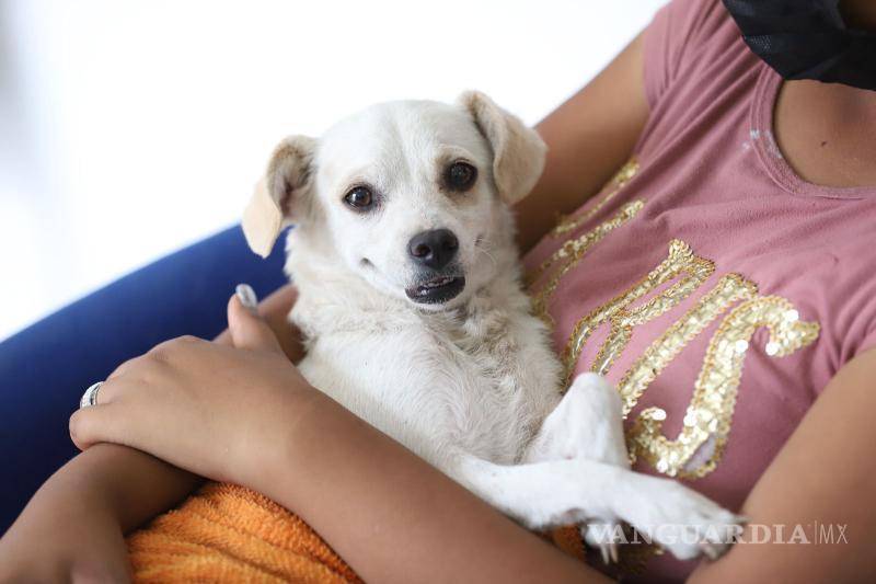 $!La ansiedad por separación es común en los perros.