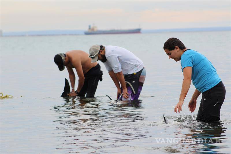 $!Mueren 20 delfines al quedar varados en Baja California Sur