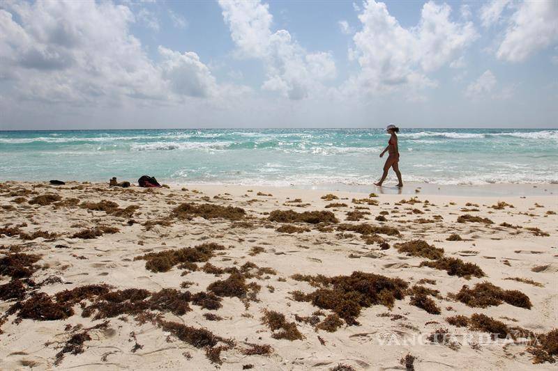 $!La plaga del sargazo marca un repunte en las playas del Caribe mexicano
